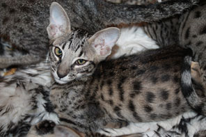 Chaton Savannah de génération F6