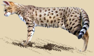 Le chat Savannah, descendant du Serval