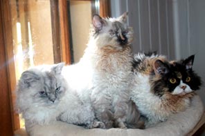 Chats Selkirk Rex