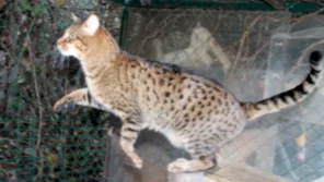 Chat Savannah
